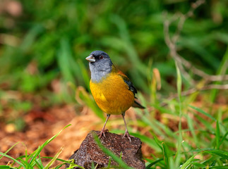 Bright colored Phrygilus patagonicus (Patagonian Sierra-finch)  bird, Torres del Paine National Park, Chile. 