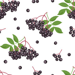 Sambucus seamless pattern on white background. Branch of black elderberry with green leaves. Vector illustration in cartoon flat style.