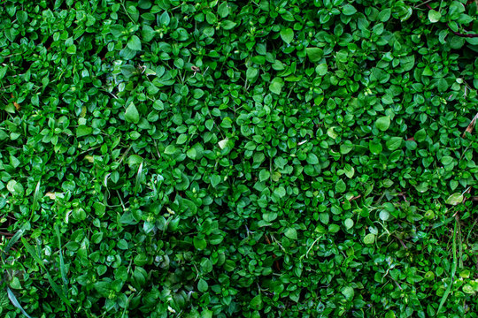  Small green grass background