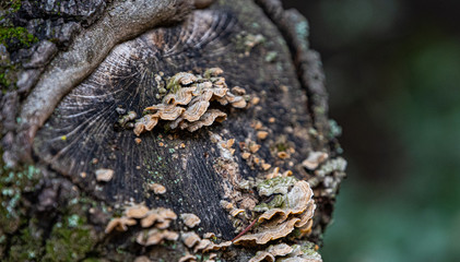 Hongos en el tronco de una encina