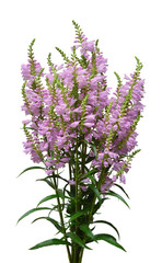 Beautiful bouquet wild flowers Physostegia virginiana isolated on white background. Summer. Spring. Flat lay, top view. Pink. Love. Valentine's Day