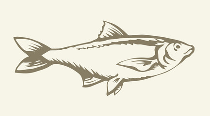 Big sea fish. Vector drawing