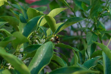 Bombus
