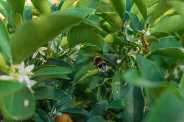 Bombus