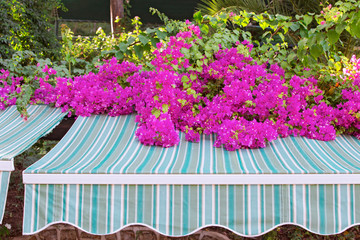 Beautiful branches of blooming pink bougainvillea fall on a marquise canopy
