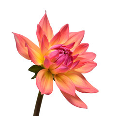 Dahlia flower head pink isolated on white background. Spring time, garden. Flat lay, top view