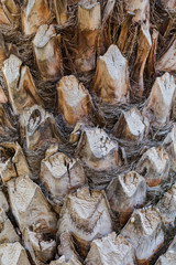 Palm tree trunk texture, fibrous gray brown texture of date tree bark