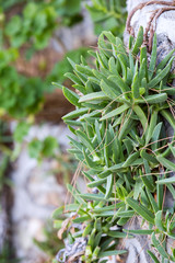 Succulents, weaving plant succulents wall hanging