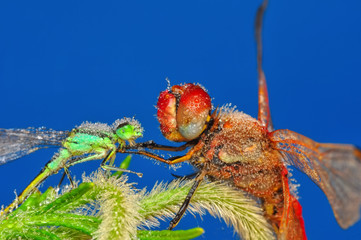 Macro shots, Beautiful nature scene dragonfly. 