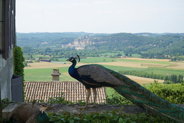 peacock