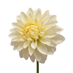 White dahlia flower head isolated on white background. Spring time, garden. Flat lay, top view