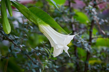White thorn apple (Datura inoxia) beautiful flower. Trumpet shaped flower of hallucinogen plant...