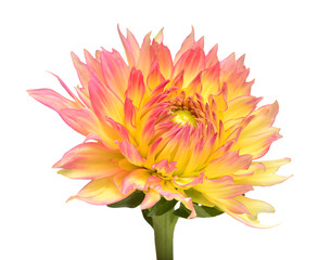 Dahlia flower head yellow-pink isolated on white background. Spring time, garden. Flat lay, top view