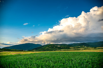 Fototapeta premium Sunflowers field