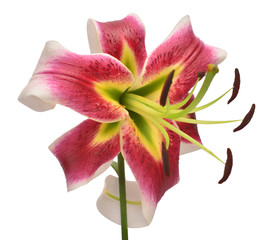 Elegant lily isolated on a white background. Beautiful star flower. Spring time, summer. Easter...