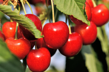 close-up of ripe sweet cherries on a tree in the garden 