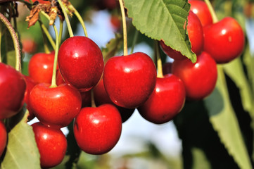 close-up of ripe sweet cherries on a tree in the garden 