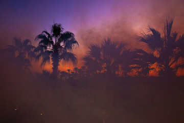 Smoke after a fire on a background of palm trees and sunset