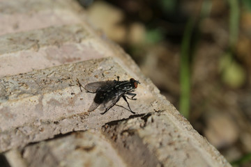 inn fly drinking from a drop of water