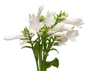 Blooming hosta isolated on a white background. Beautiful bouquet flower. Spring time, summer. Easter holidays. Garden decoration, landscaping. Floral floristic arrangement