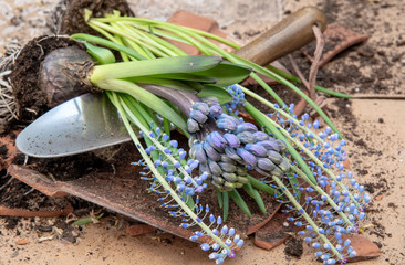 Close up of hyacinth and muscari repotting