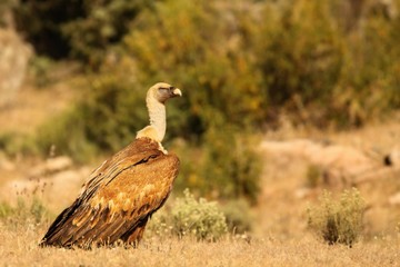 The Griffon vulture (Gyps fulvus) calmly sitting in the golden grassland.