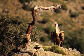 The Griffon vulture (Gyps fulvus) calmly sitting on the stone under the old dry branch.
