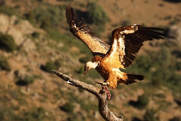 The Griffon vulture (Gyps fulvus) calmly sitting on the tree.
