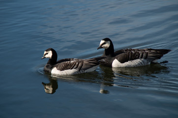 two geese on the lake