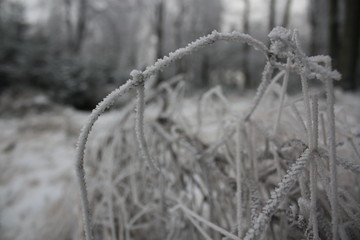 Frost