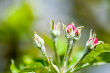 Flowers Of An Apple Tree