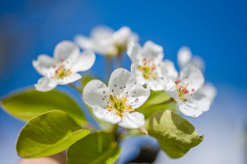 Cherry Tree In Bloom In April. Closeup