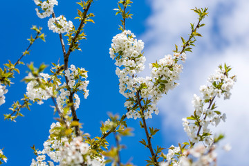 Cherry Tree In Bloom In April. Closeup