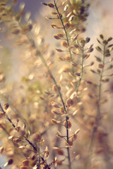 Beautiful delicate flowers close-up on a gentle blurry background. Spring card. Valentine's Day, March 8th. Vintage card with flowers.