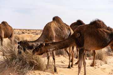 camels in desert