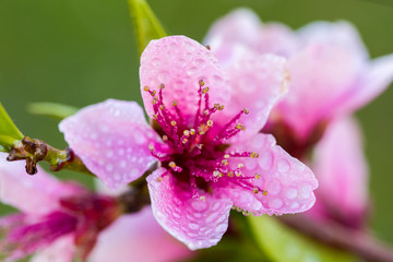 Flowers Of An Apple Tree