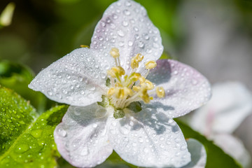 Cherry Tree In Bloom In April. Closeup