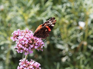 (Vanessa atalanta) Le vulcain ou l'amiral, un papillon commun aux ailes du dessus noires avec une...