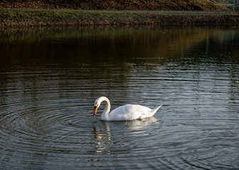 swan on lake