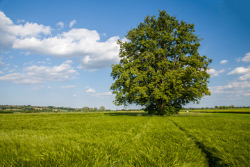 Linden tree in the middle of wheat field