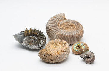 Ammonite fossil shells © Melissa Hutchinson
