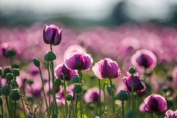 Purple Poppy Blossoms In A Field. (Papaver Somniferum). - obrazy, fototapety, plakaty