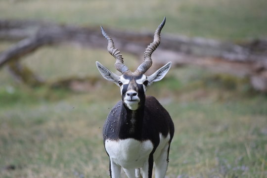 Blackbuck Images – Browse 5,945 Stock Photos, Vectors, and Video | Adobe  Stock