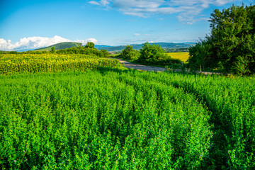 Amazing sunflowers field landscape