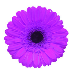 Dark purple gerbera flower isolated on white background. Flat lay, top view