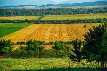 Amazing sunflowers field landscape