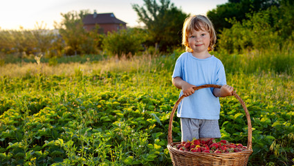 child with strawberries sunny garden with a summer day