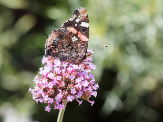 (Vanessa atalanta) Papillon le vulcain ou l'amiral posé sur une fleur et butinant son nectar