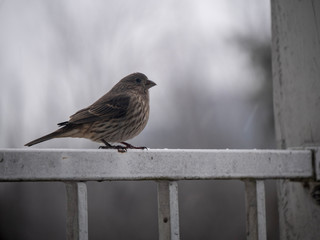 Finch female bird on rustic porch/balcony railing