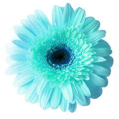 Flower blue gerbera isolated on white background. Flat lay, top view